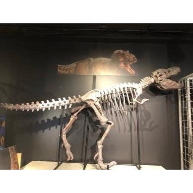 Picture of 9' T-Rex Fossil Statue