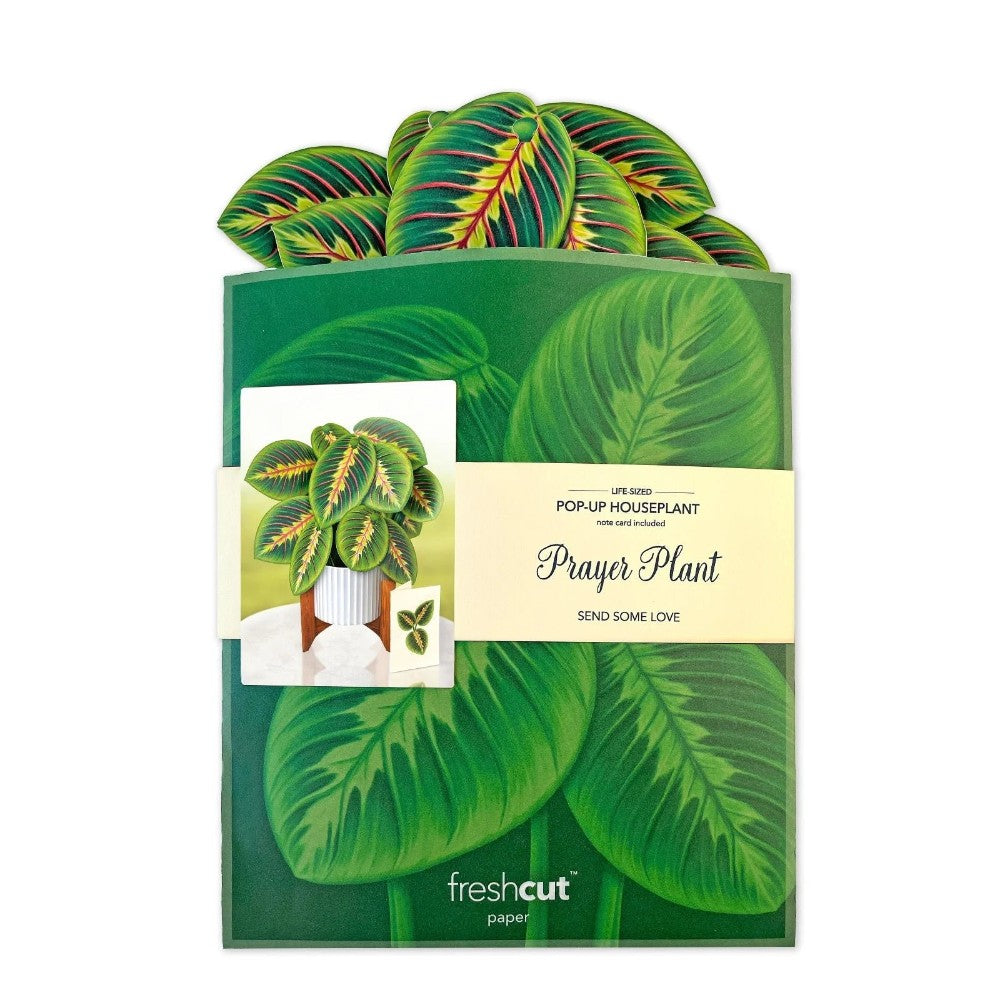 send a prayer plant Prayer Plant Pop-Up Bouquet