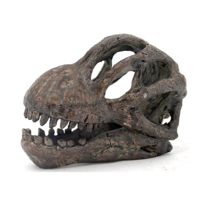 Picture of Brachiosaurus Skull Fossil Decor