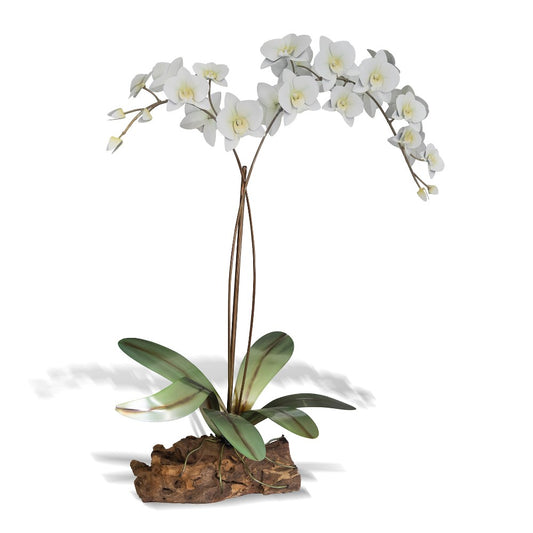 Elegant white orchid with lush green leaves on a wooden base.